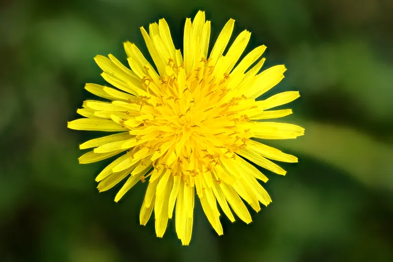 A dandelion flower in close-up