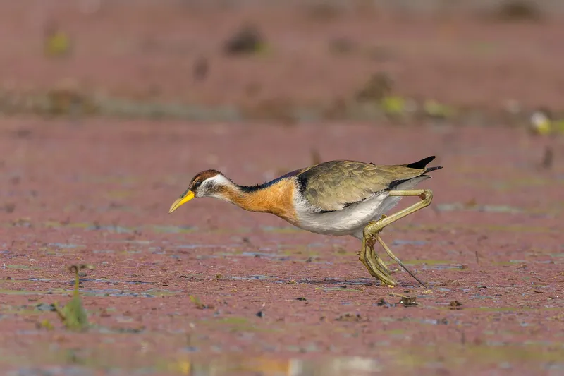 A bronze-winged jacana walking across a pond covered in red water plants
