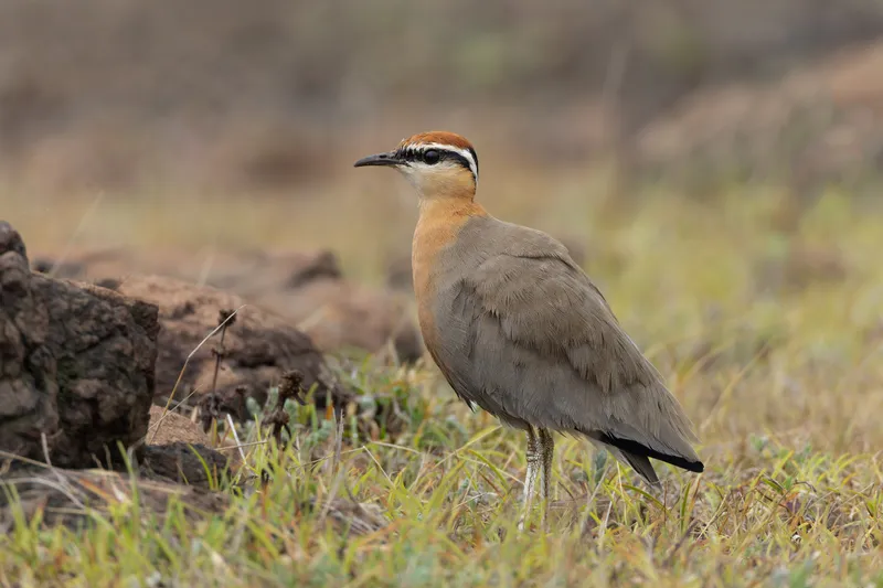 An Indian courser standing in dry grass