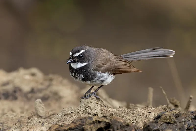 A spot-breasted fantail perched on a mound of earth