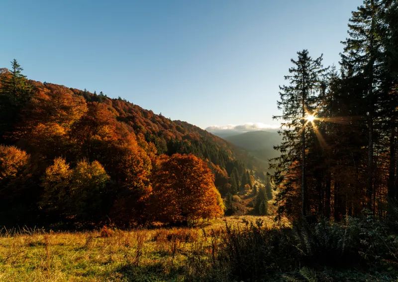 An autumn forest in a valley at sunrise