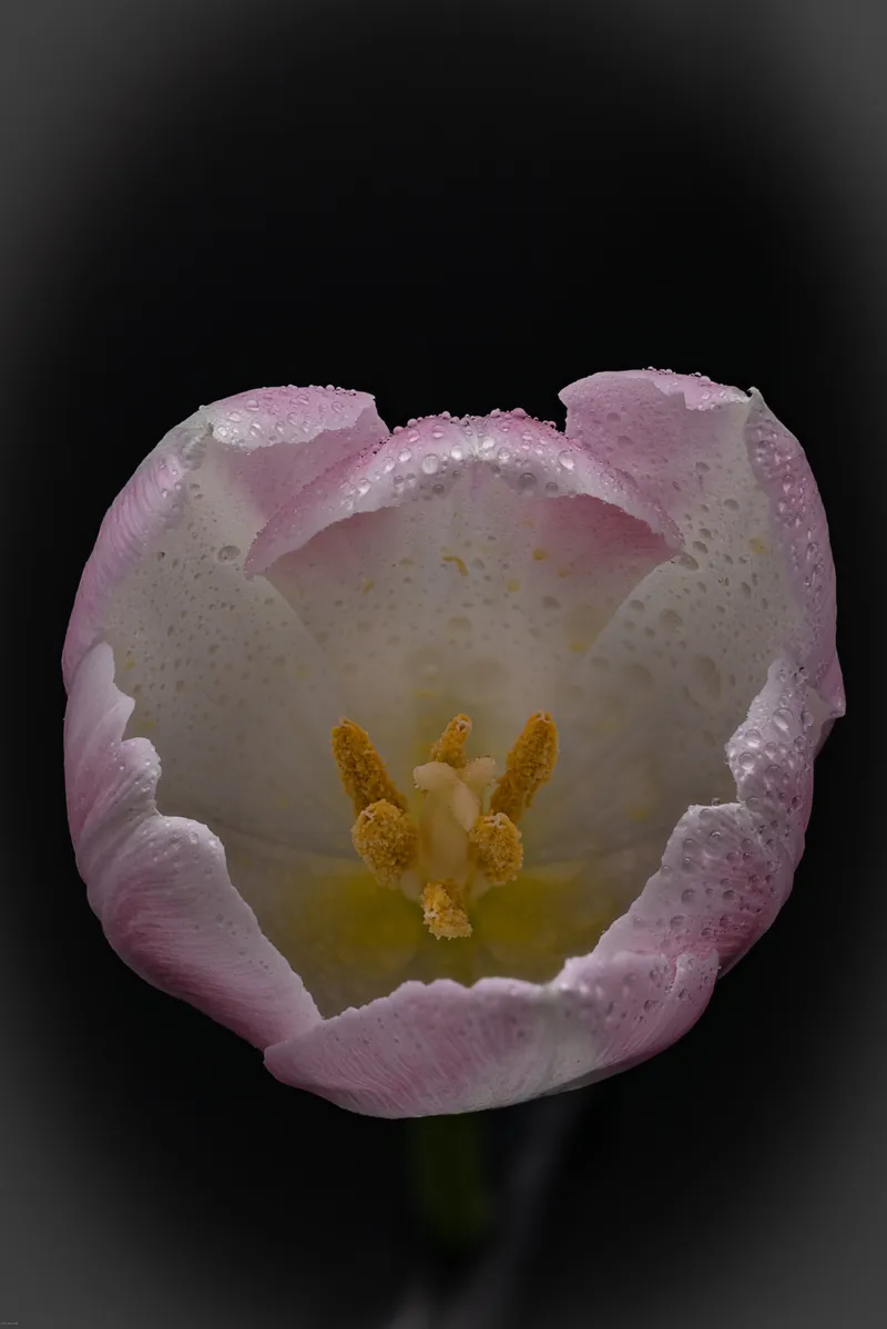 A pink tulip against a black background