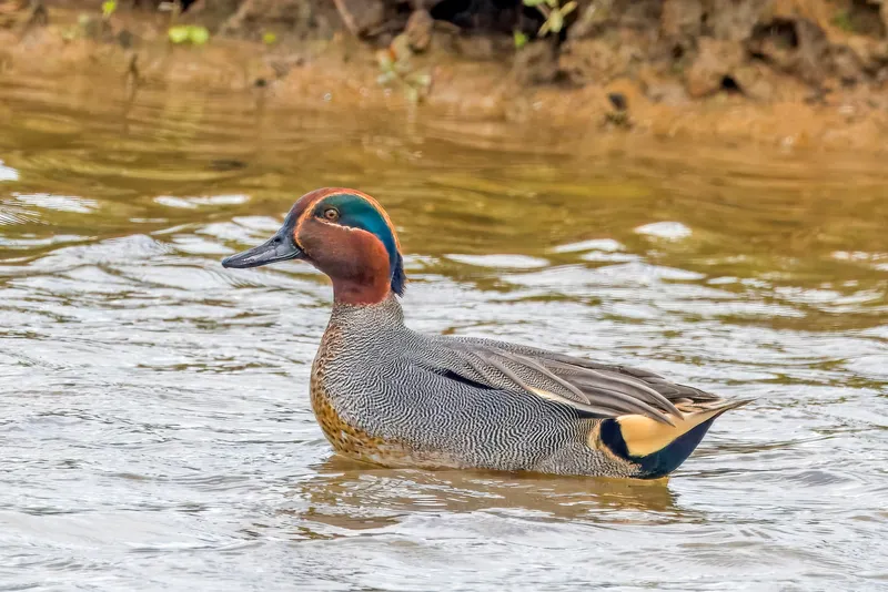 A male Eurasian teal swimming in brown water