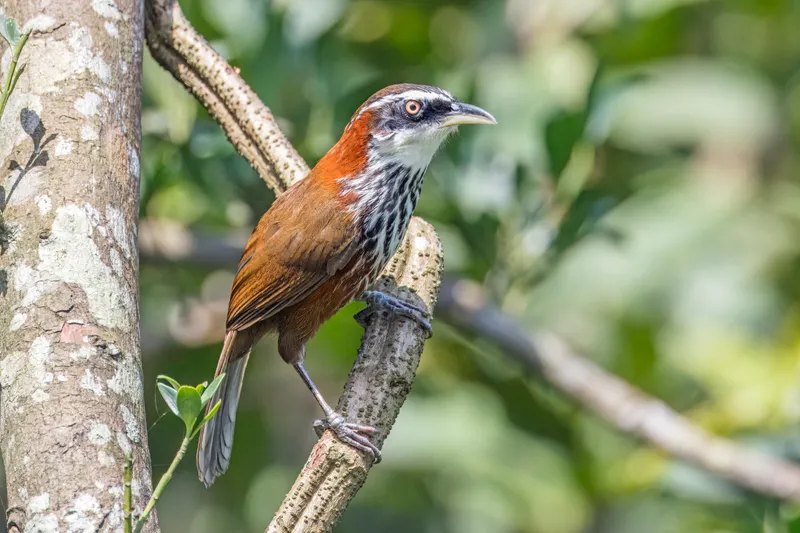 A Taiwan scimitar-babbler perched on a branch
