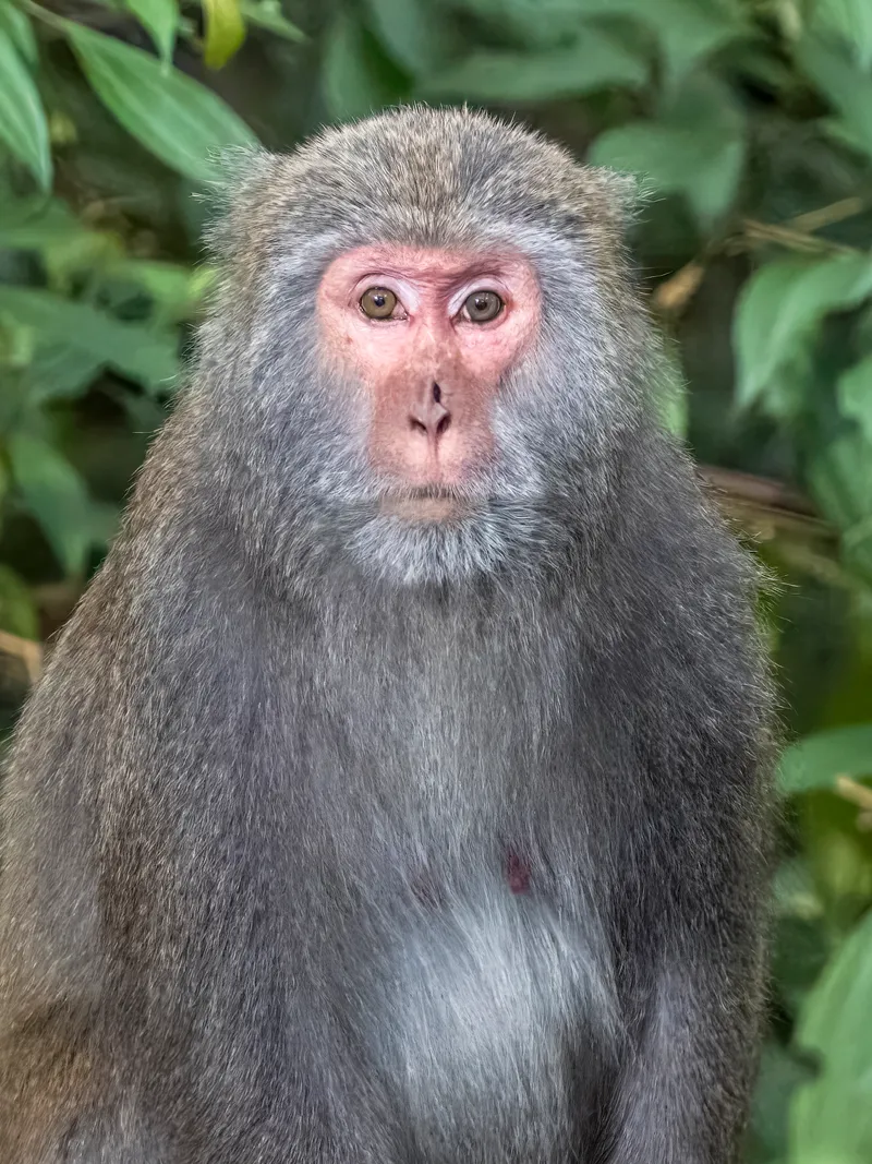 A female Taiwanese macaque among leaves