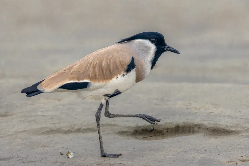 A river lapwing walking on sand