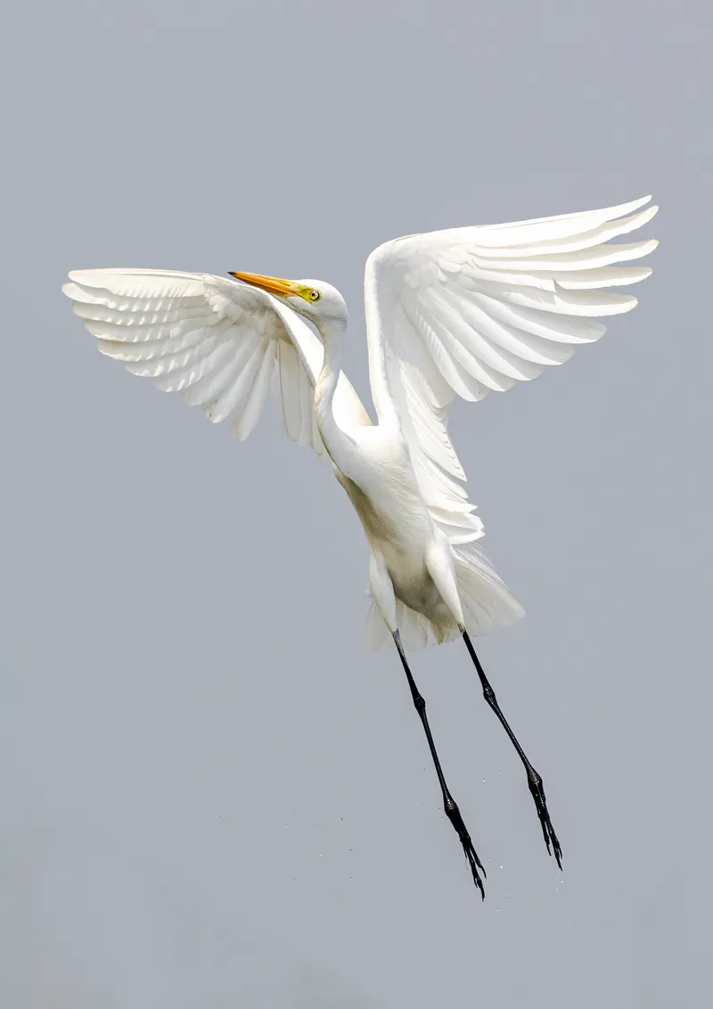 A great egret in flight with its wings raised