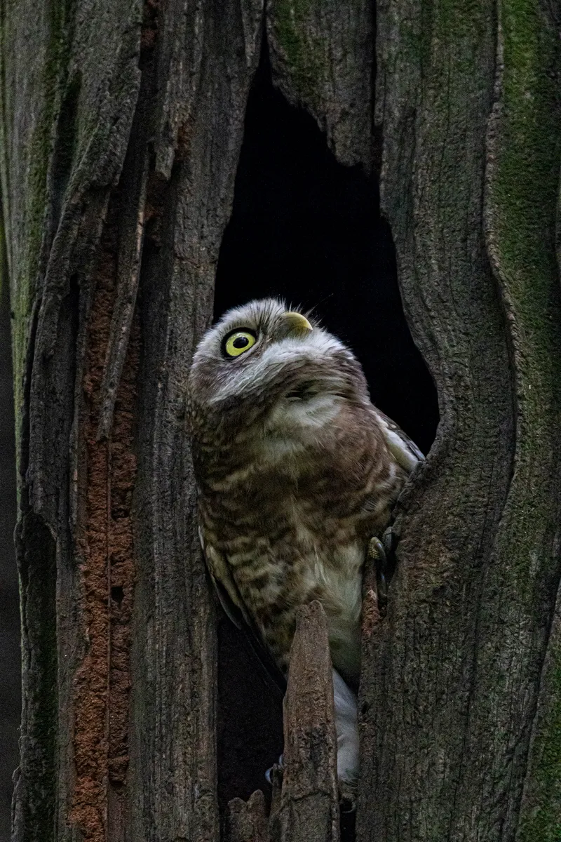 A spotted owlet looking out of a hole in a tree trunk