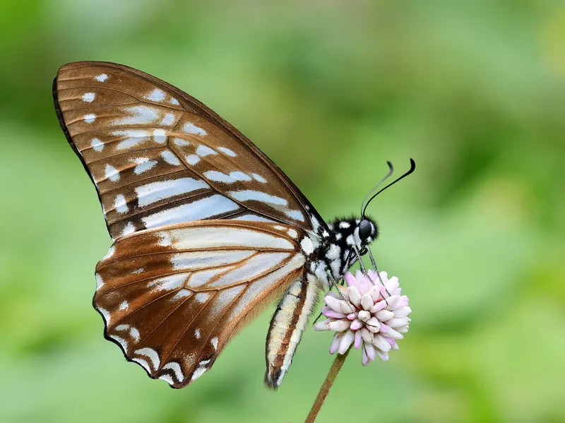 A lesser zebra butterfly feeding on a pink flower