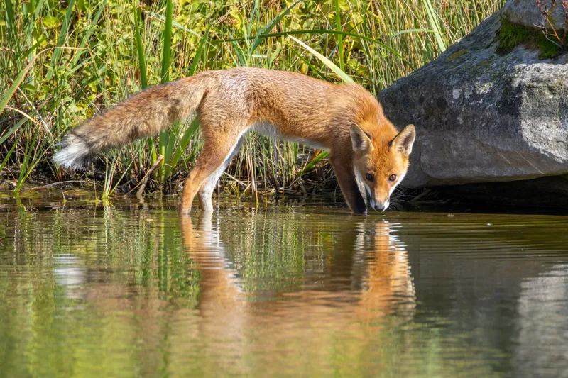 A red fox drinking from a lake in Gennevilliers