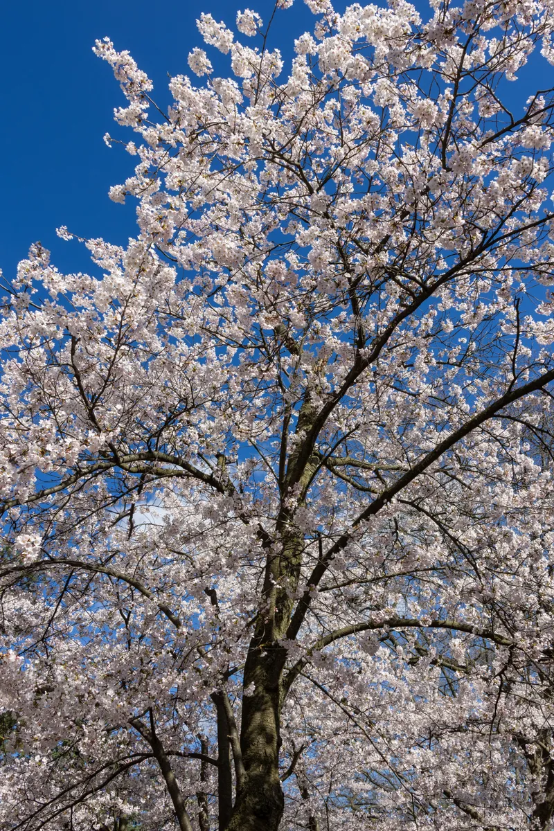A cherry tree in full blossom against a blue sky in High Park, Toronto