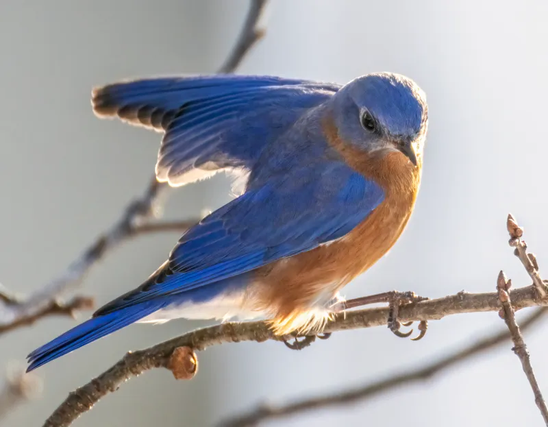 An eastern bluebird on a bare branch