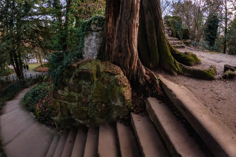 Stone steps winding past a large tree and its roots