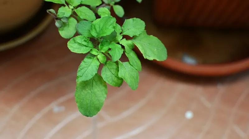 Holy basil leaves growing from a clay pot