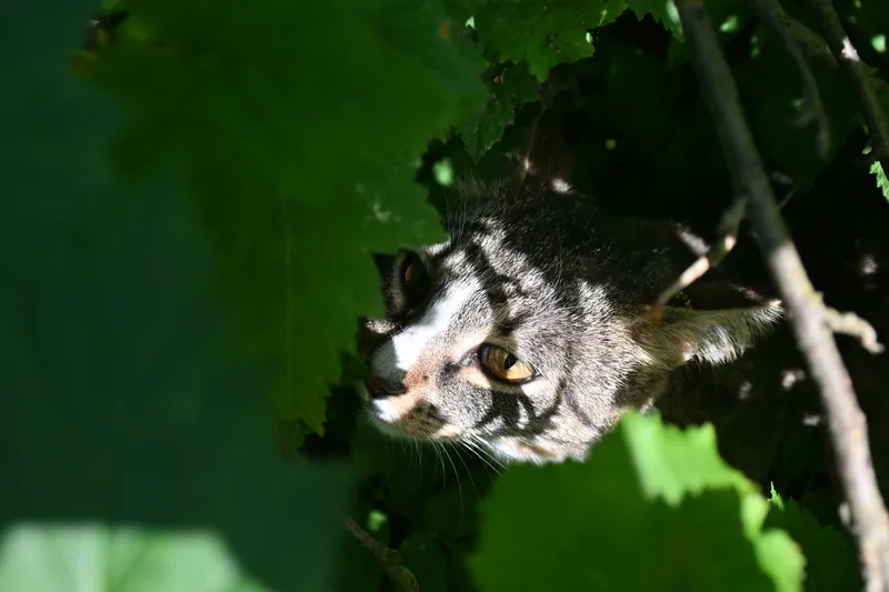 A tabby cat peering out from a bush