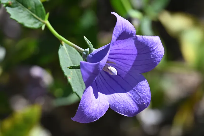 A purple balloon flower in close-up