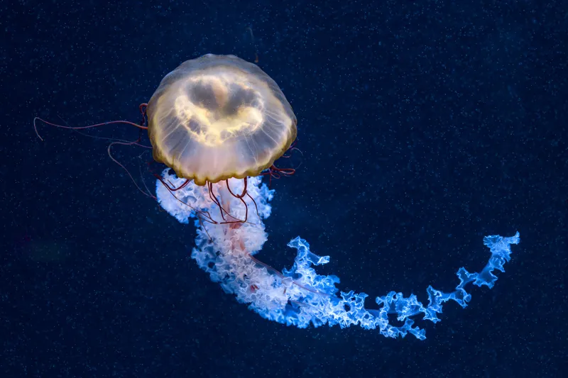 A Pacific sea nettle jellyfish against a dark blue background at Nausicaá aquarium