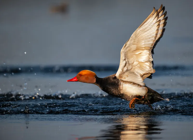 A red-crested pochard taking off from the water