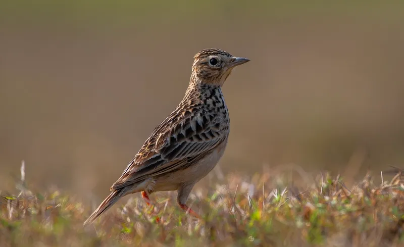 An oriental skylark standing in short grass