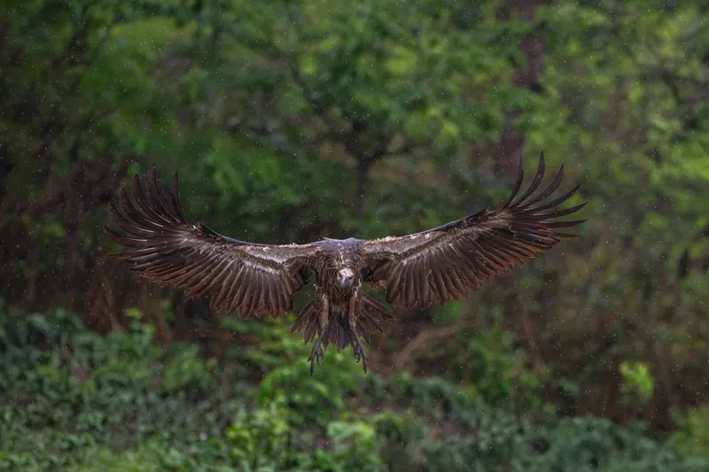 A white-rumped vulture landing with its wings spread in Chitwan National Park