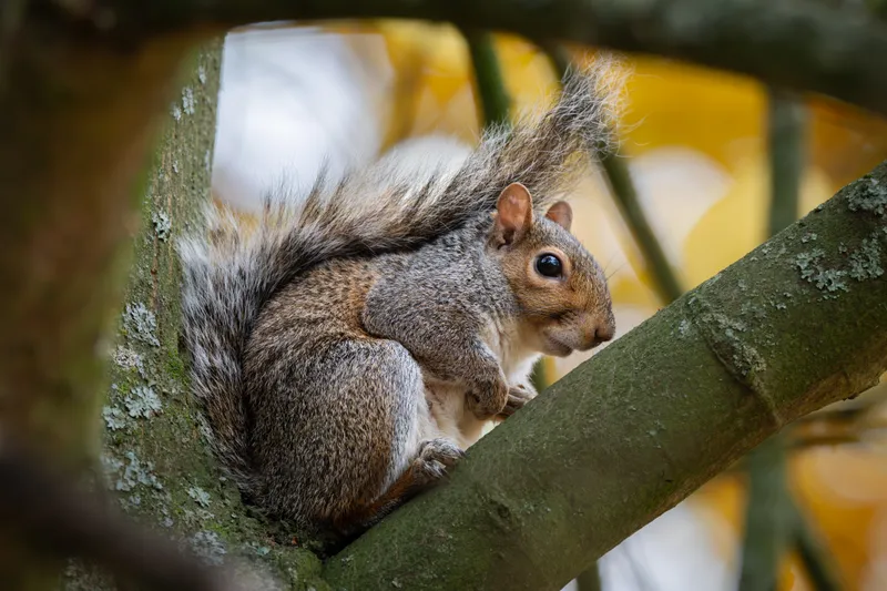A grey squirrel in the fork of a tree in autumn at Stowe Gardens
