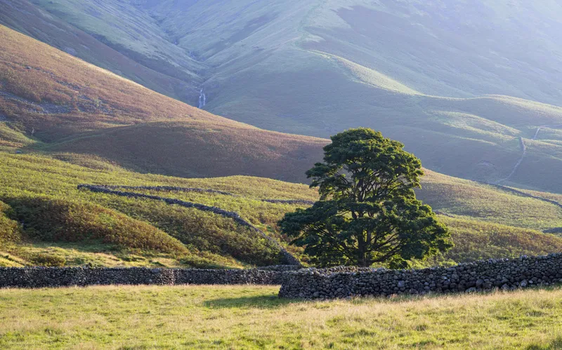 A lone tree below Kirk Fell in Wasdale, Lake District