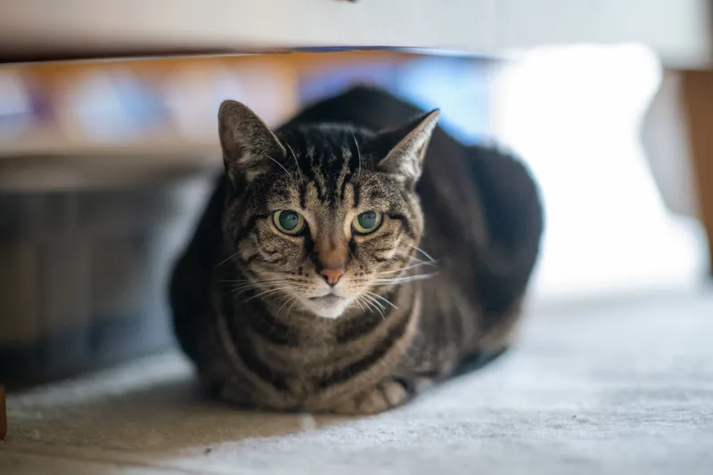 A tabby cat crouching under a table
