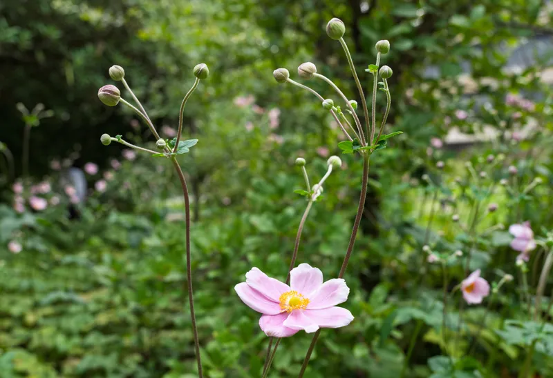 A pink Japanese anemone flower and buds