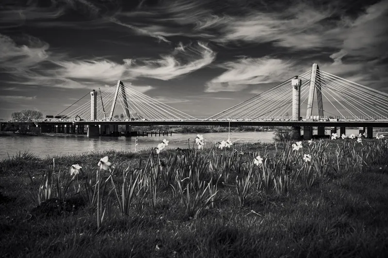 Black-and-white view of a cable-stayed bridge across a river behind a meadow