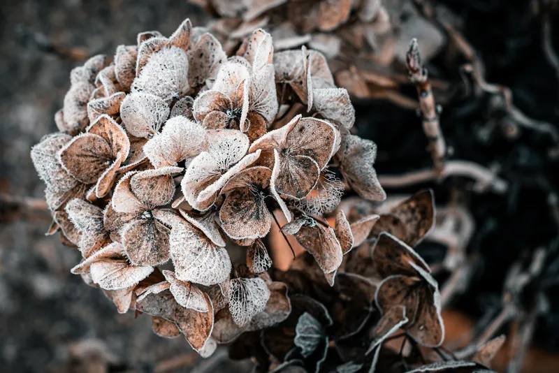A frosted, dried hydrangea flower head