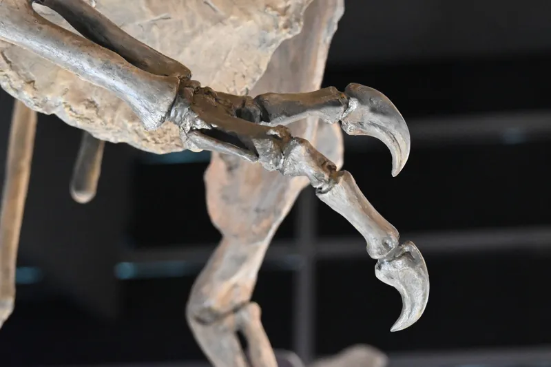 The claws on the hand of a Tyrannosaurus skeleton in close-up