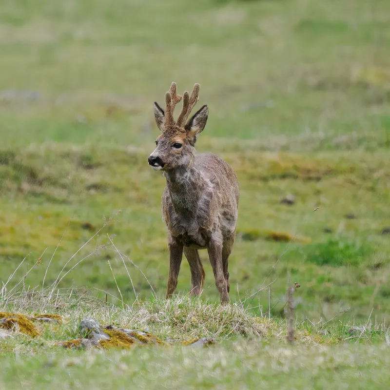 A young roe deer buck standing in a meadow