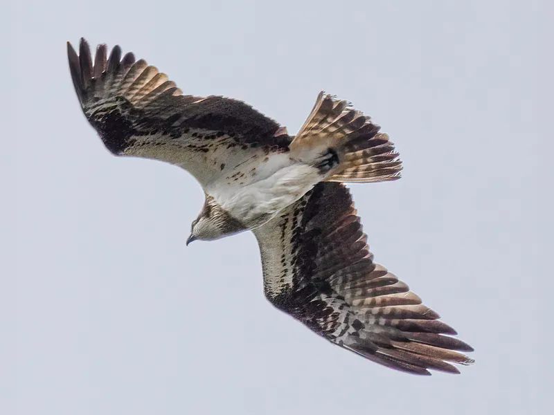 An osprey in flight seen from below