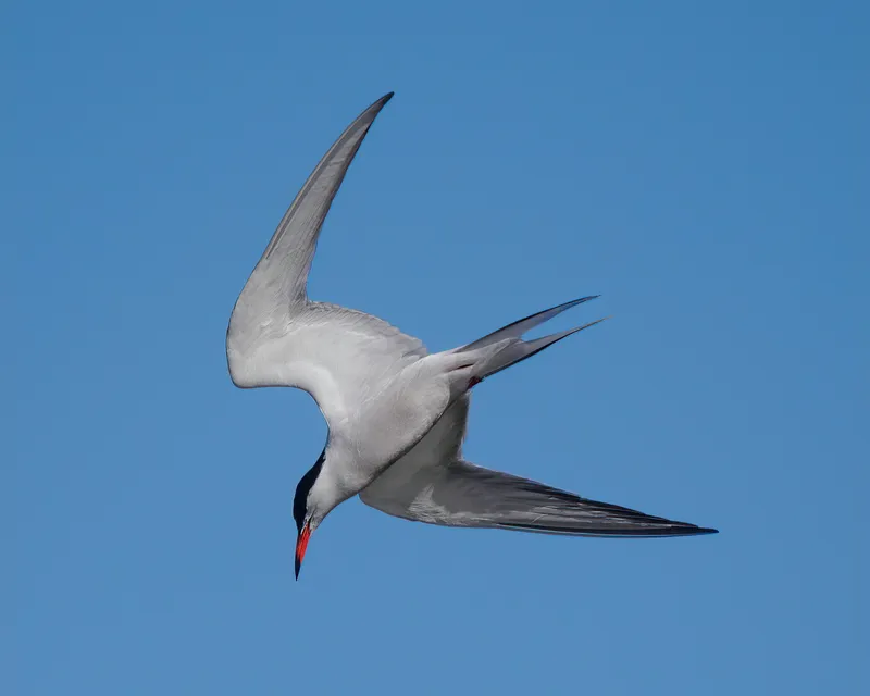 A tern diving against a blue sky