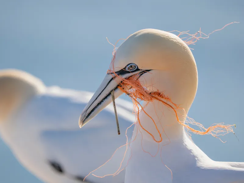 A northern gannet with plastic netting in its beak