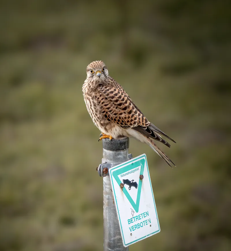 A common kestrel perched on a signpost
