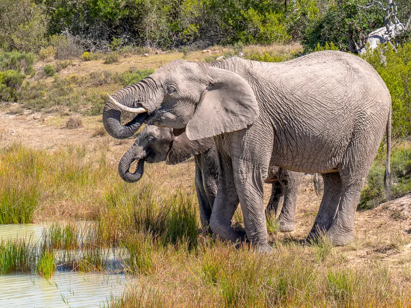 Elephants drinking at a waterhole