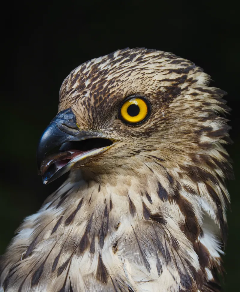 A close-up of a European honey buzzard's head