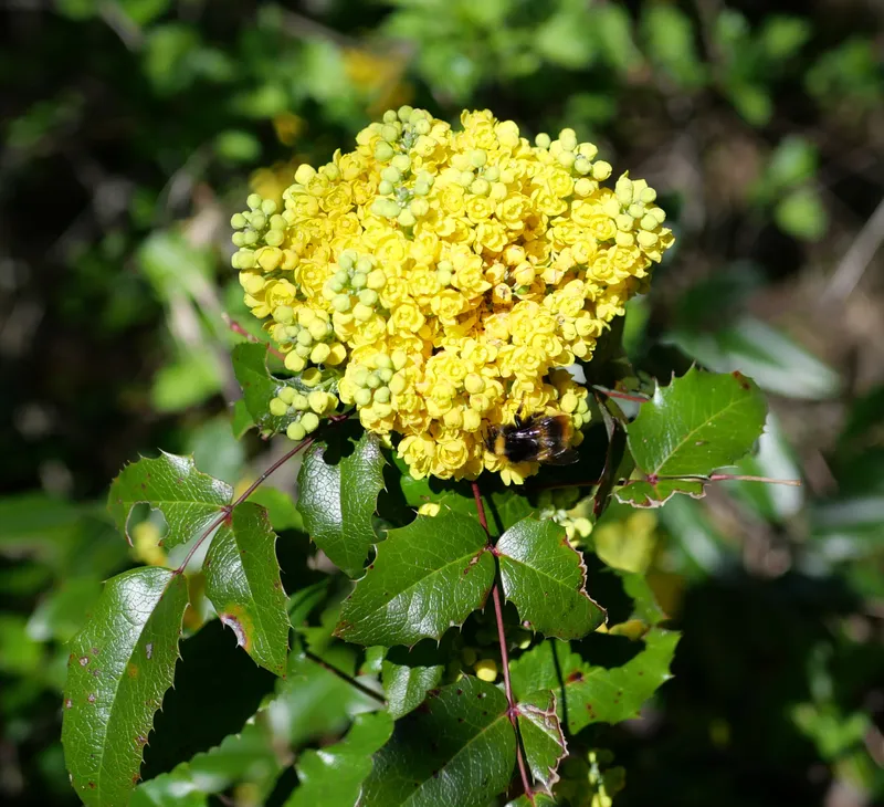 Yellow Oregon grape flowers among holly-like leaves