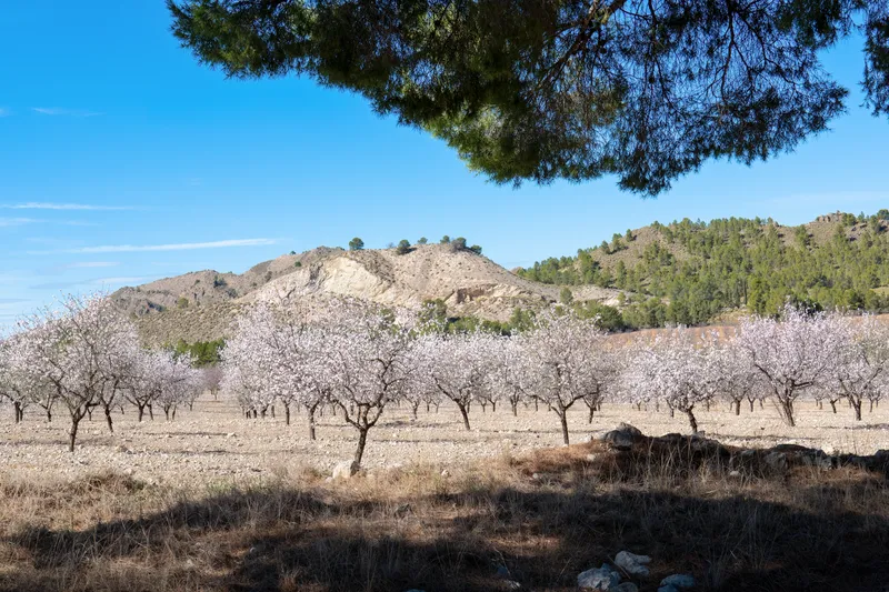Almond trees in blossom near Cieza