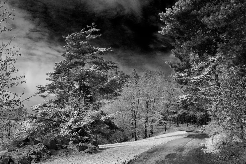A black-and-white path through snow-covered trees