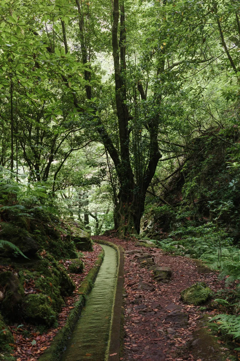 The Levada do Rei water channel running through woodland on Madeira