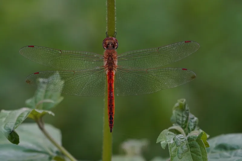 A dragonfly perched on a plant stem