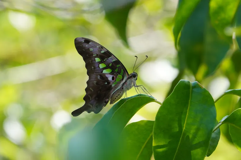 A tailed jay butterfly resting on a leaf