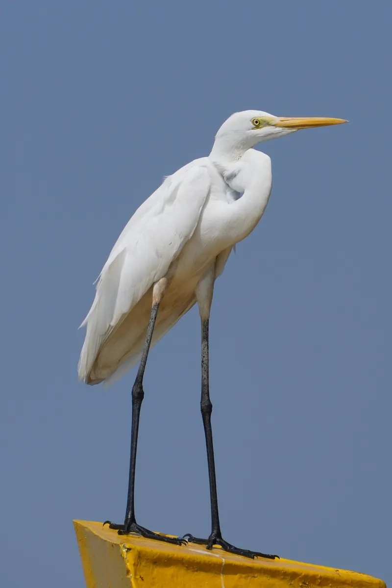 A great egret standing on a post against a blue sky at Kadalundi Bird Sanctuary