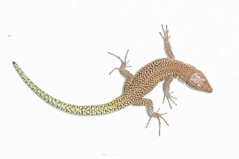 A Moroccan rock lizard on a white background