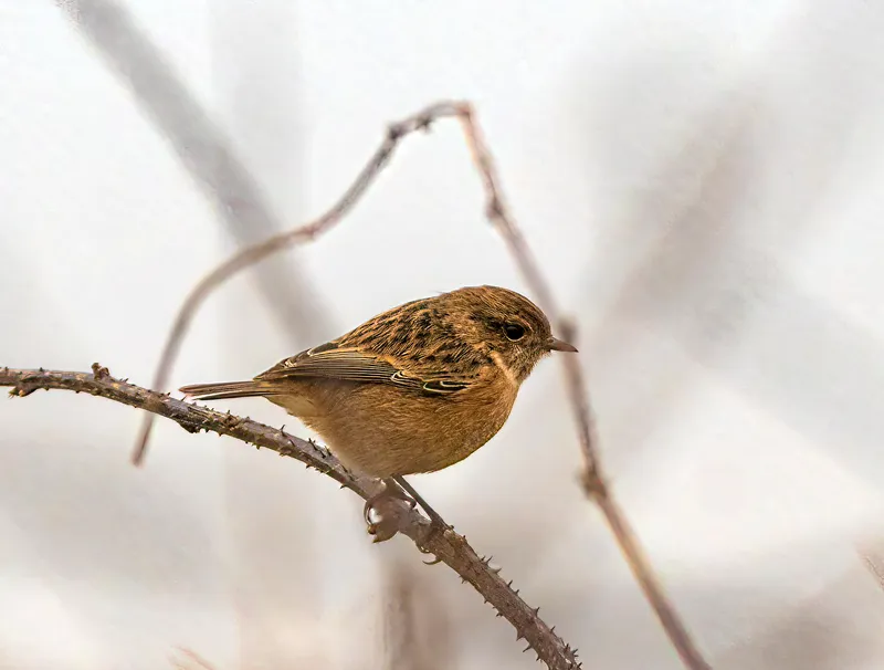 A female stonechat perched on a bare twig