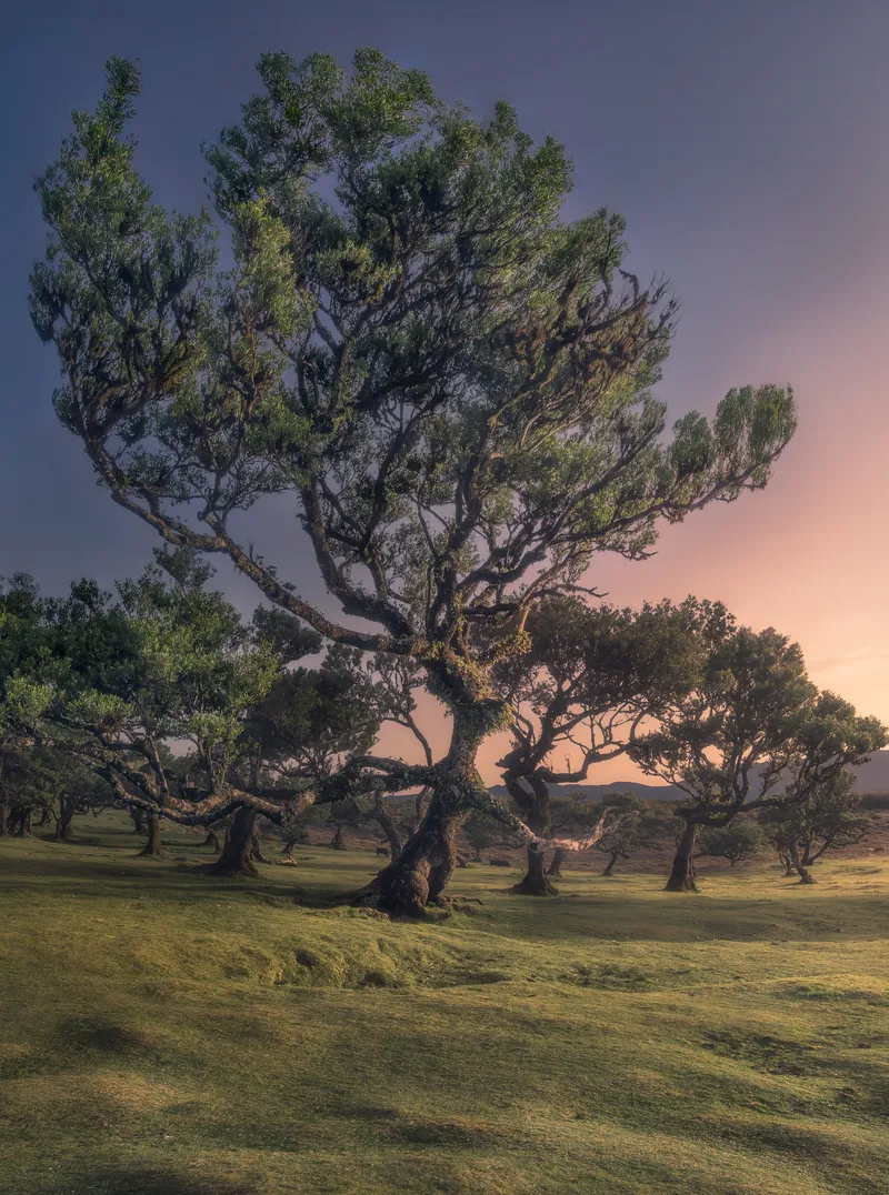 A twisted laurel tree at dusk in the Fanal forest, Madeira