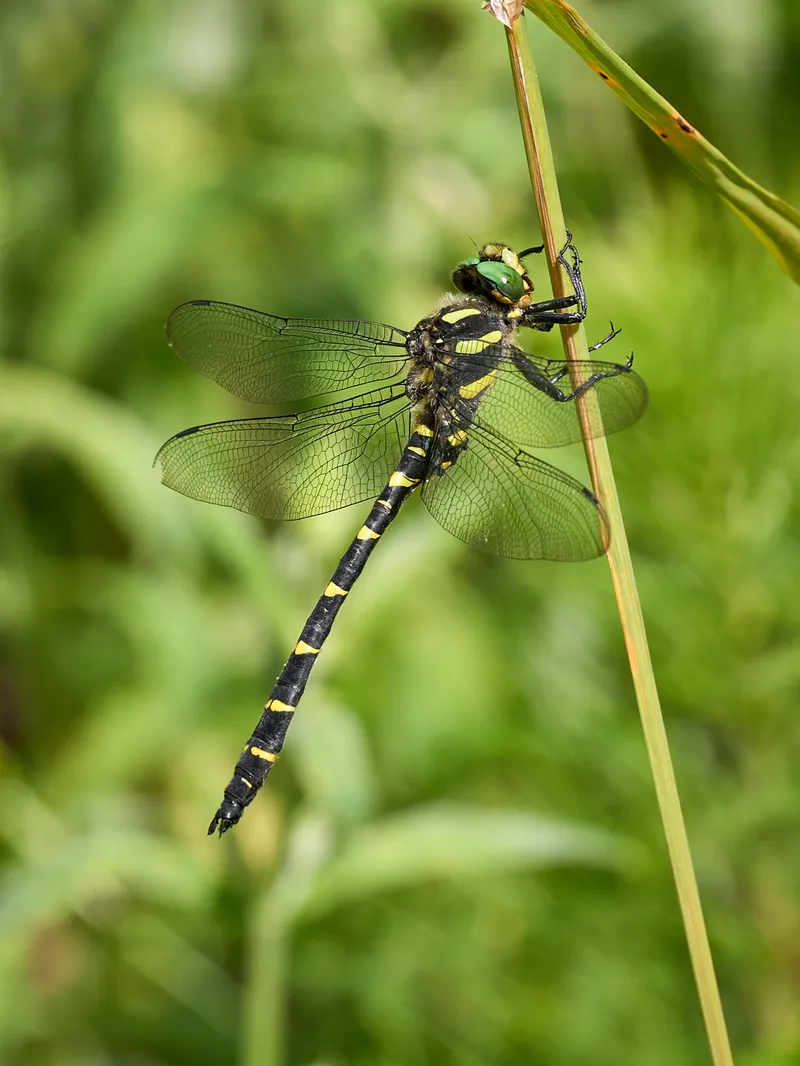 A Cordulegaster dragonfly clinging to a grass stem against a green background