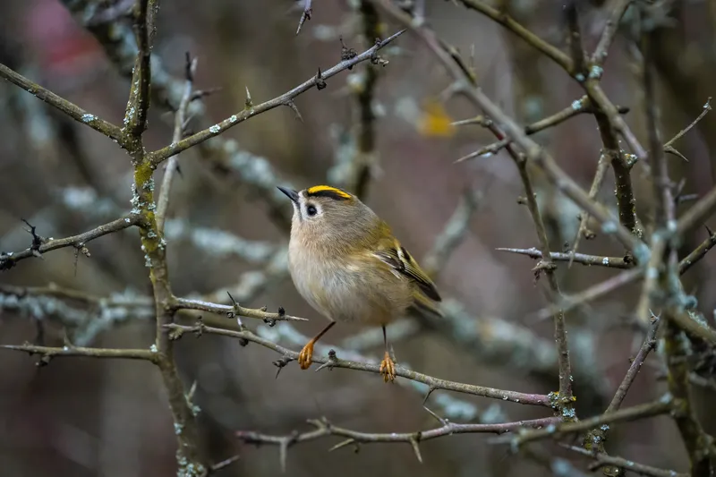 A goldcrest perched among thorny branches